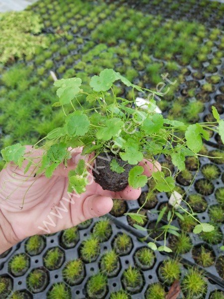 Hydrocotyle sibthorpioides SAKSI