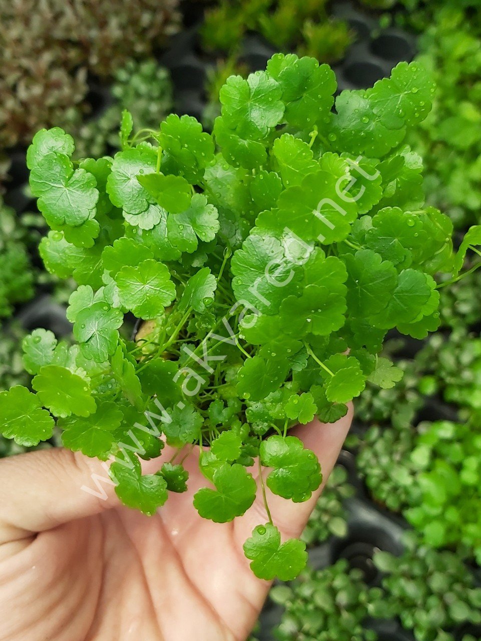 Hydrocotyle sibthorpioides SAKSI