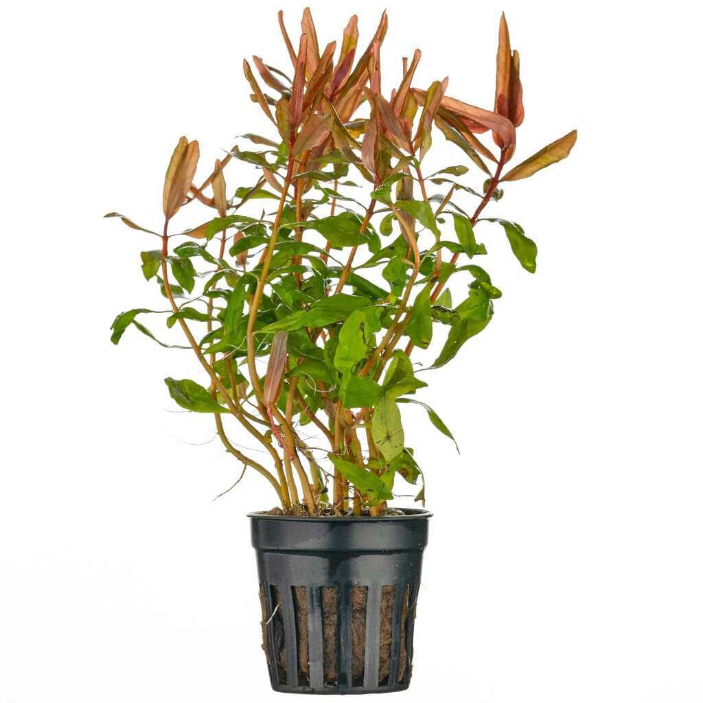 Ammannia gracilis Premium POT