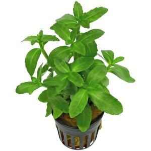 Bacopa madagascariensis Premium POT