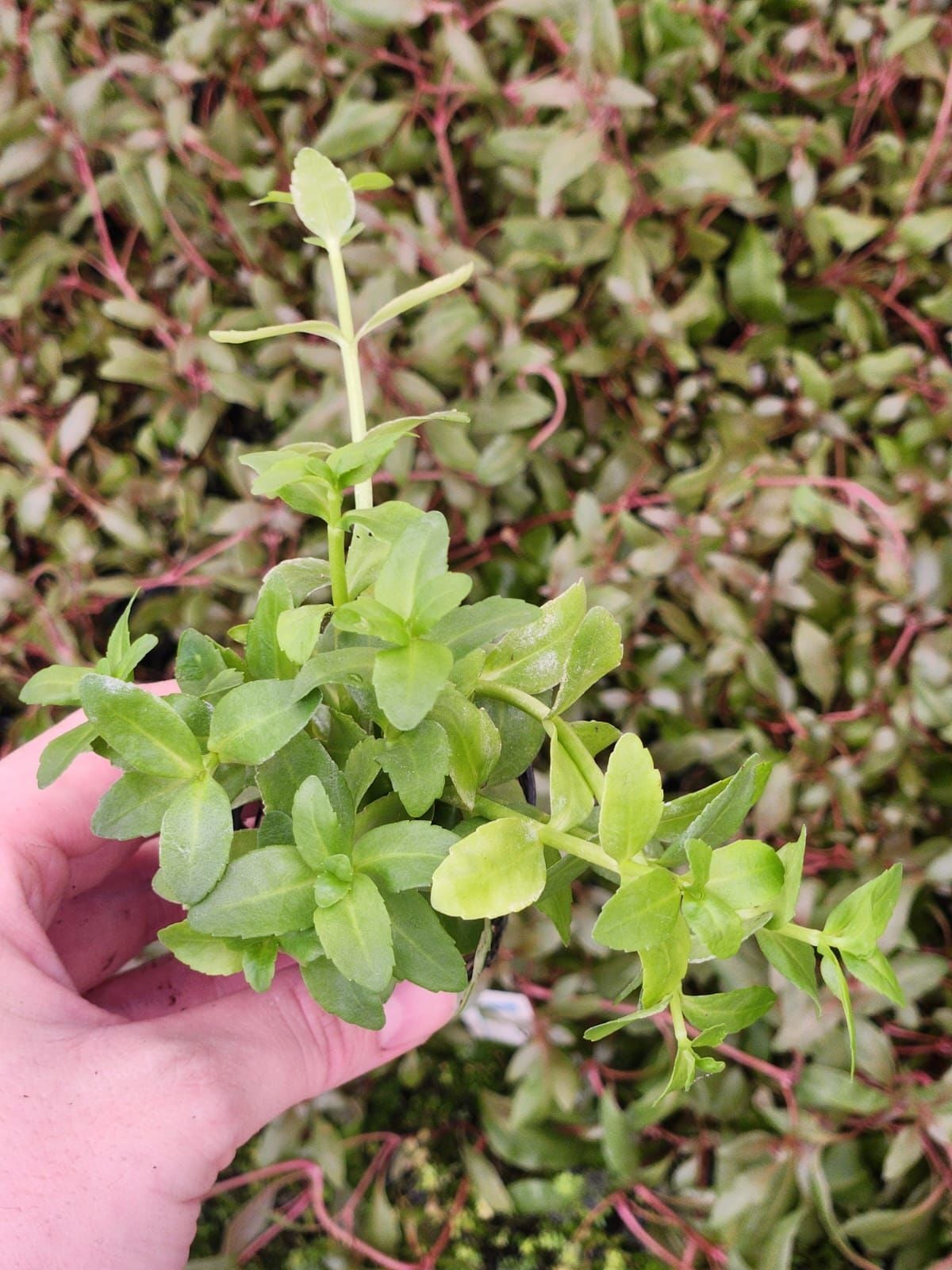 Bacopa madagascariensis Premium POT