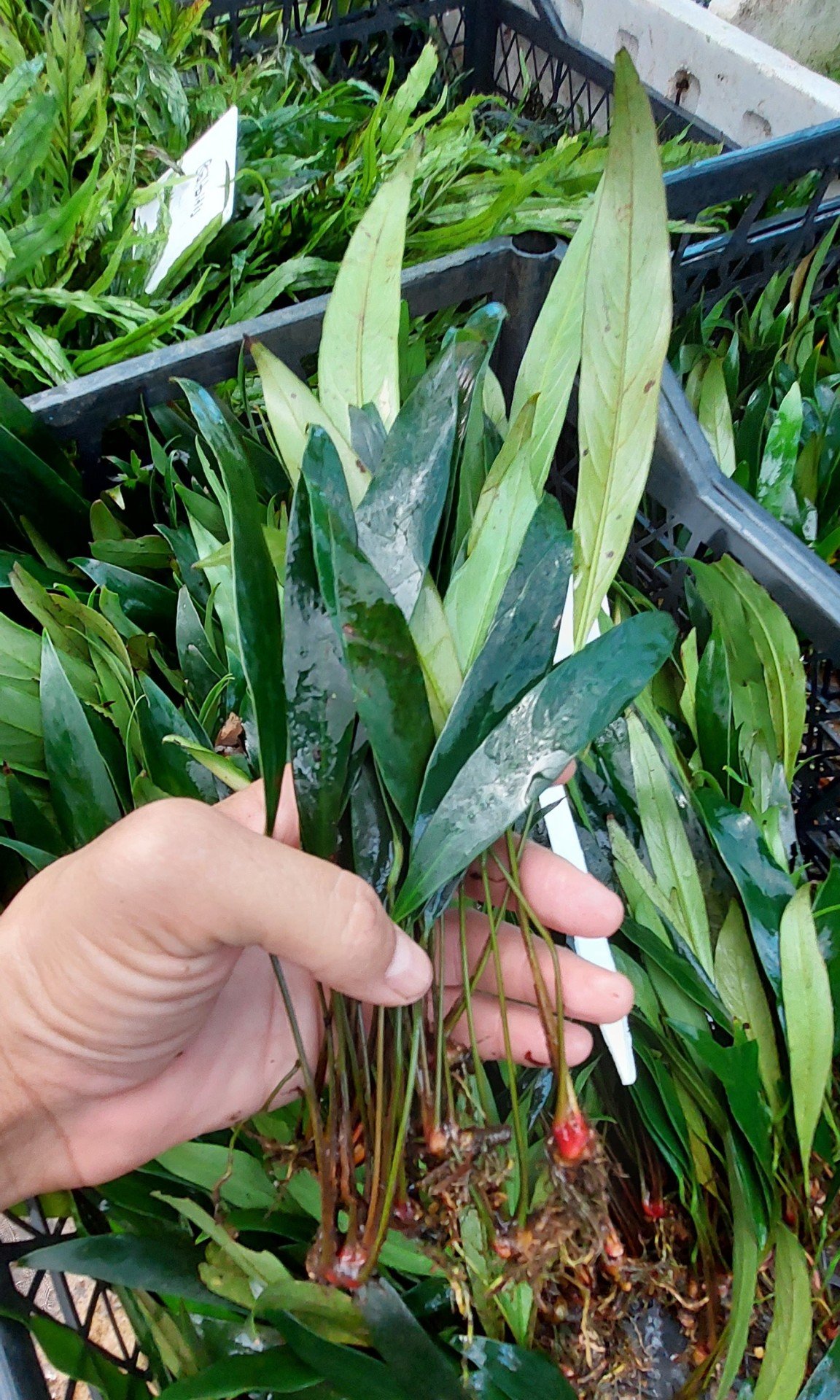 Anubias afzelii SAKSI