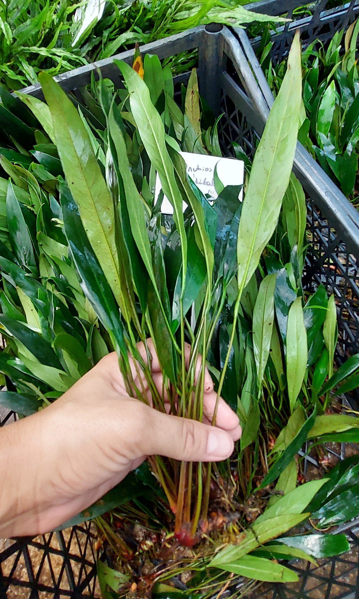 Anubias afzelii compact EXVITRO