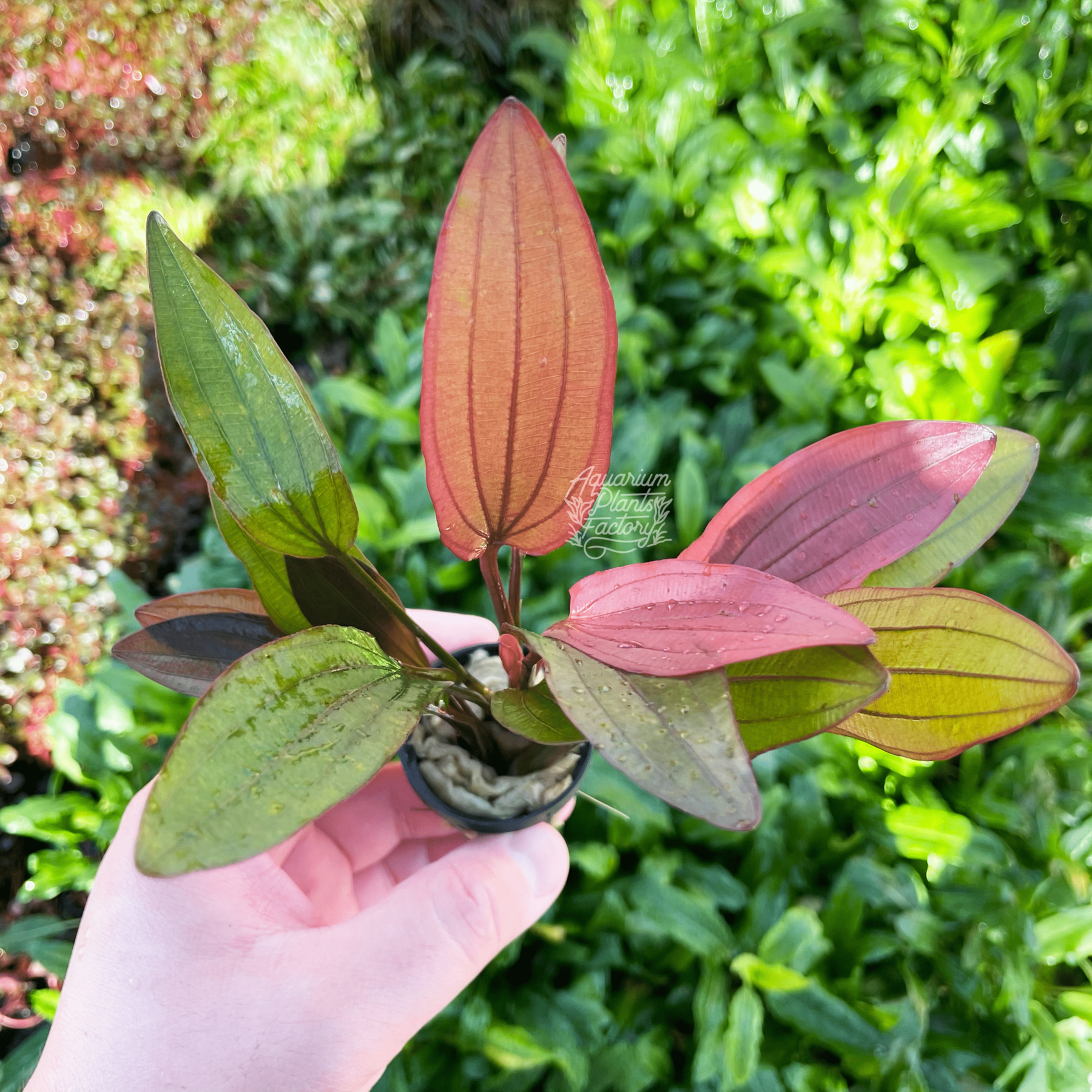 Echinodorus hybrid İTHAL BUKET