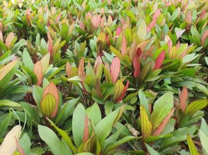 Echinodorus hybrid İTHAL BUKET