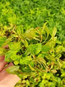 Ludwigia rubin variegated Premium POT