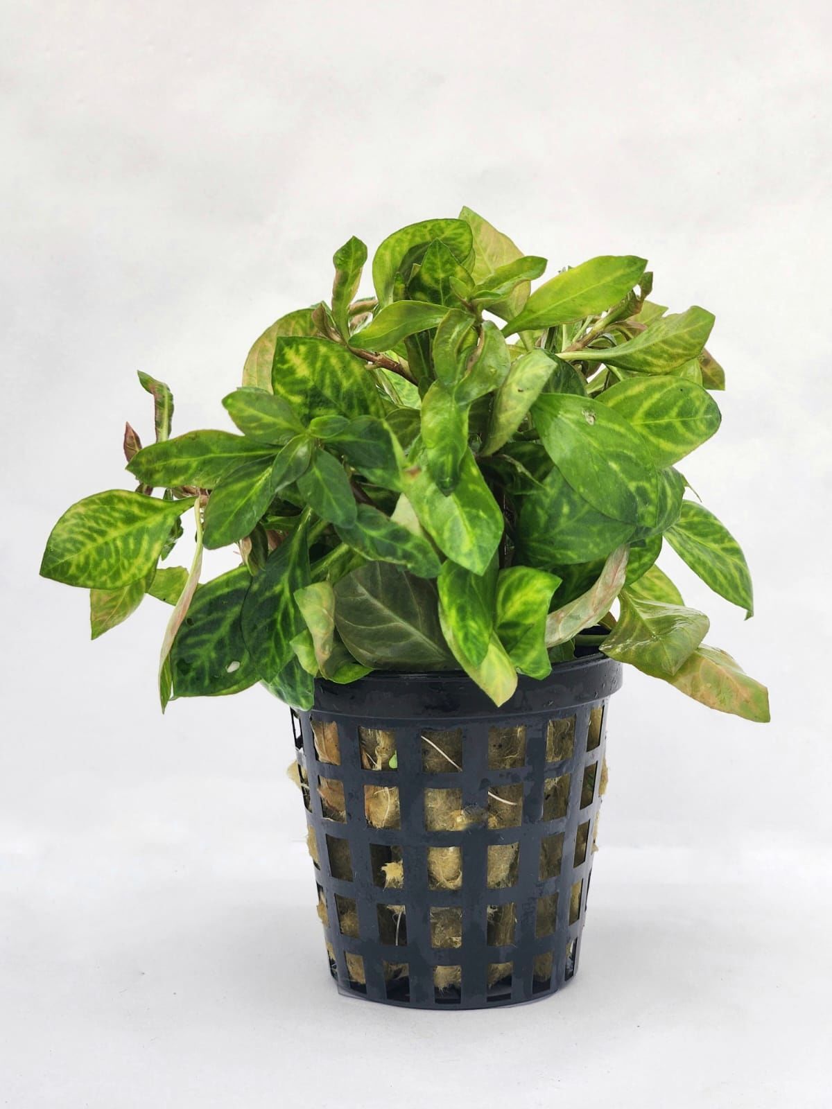 Ludwigia rubin variegated Premium POT