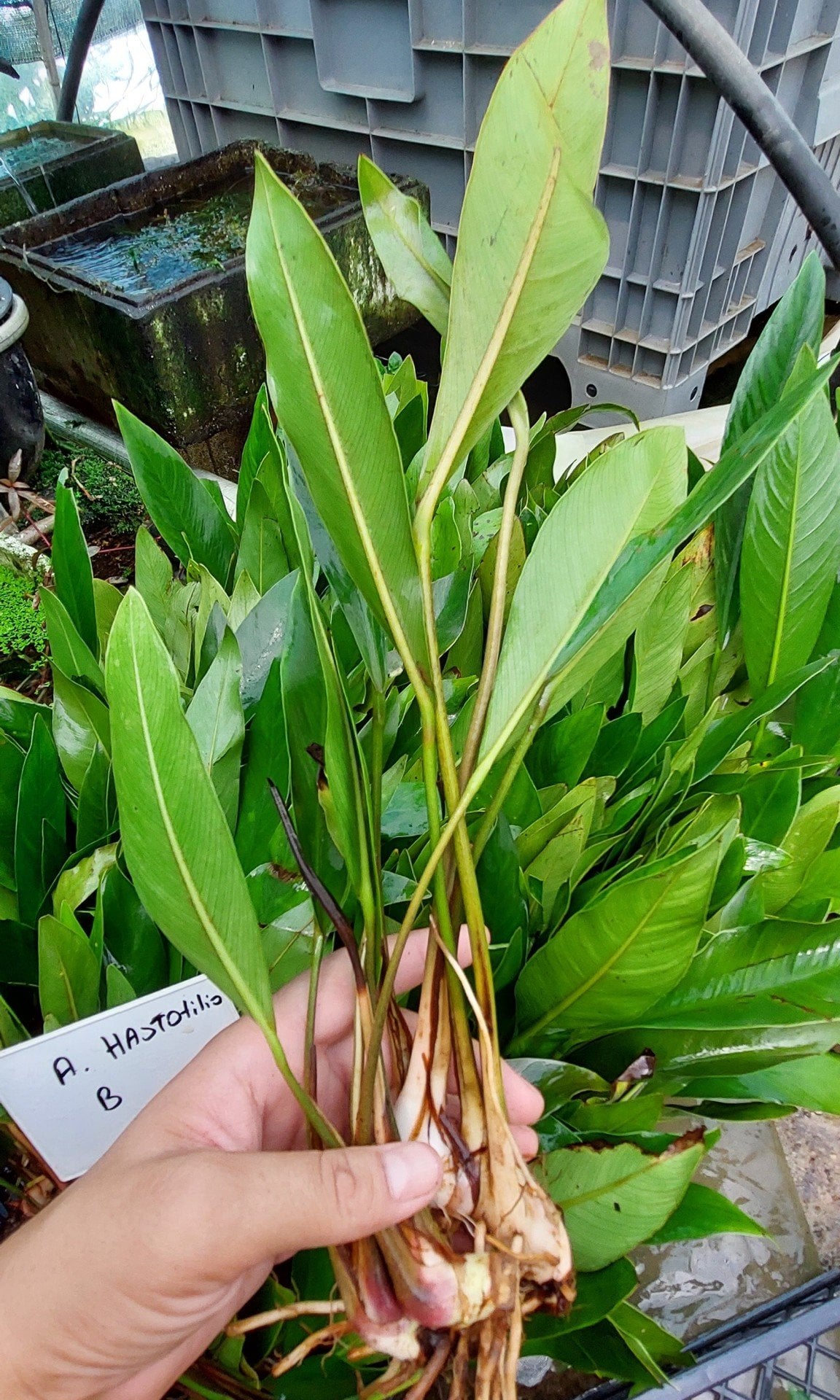 Anubias hastifolia Büyük Boy ADET