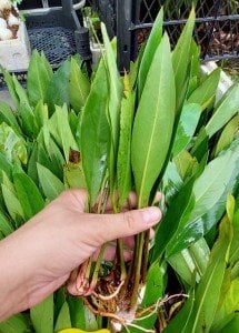 Anubias congensis Büyük Boy ADET