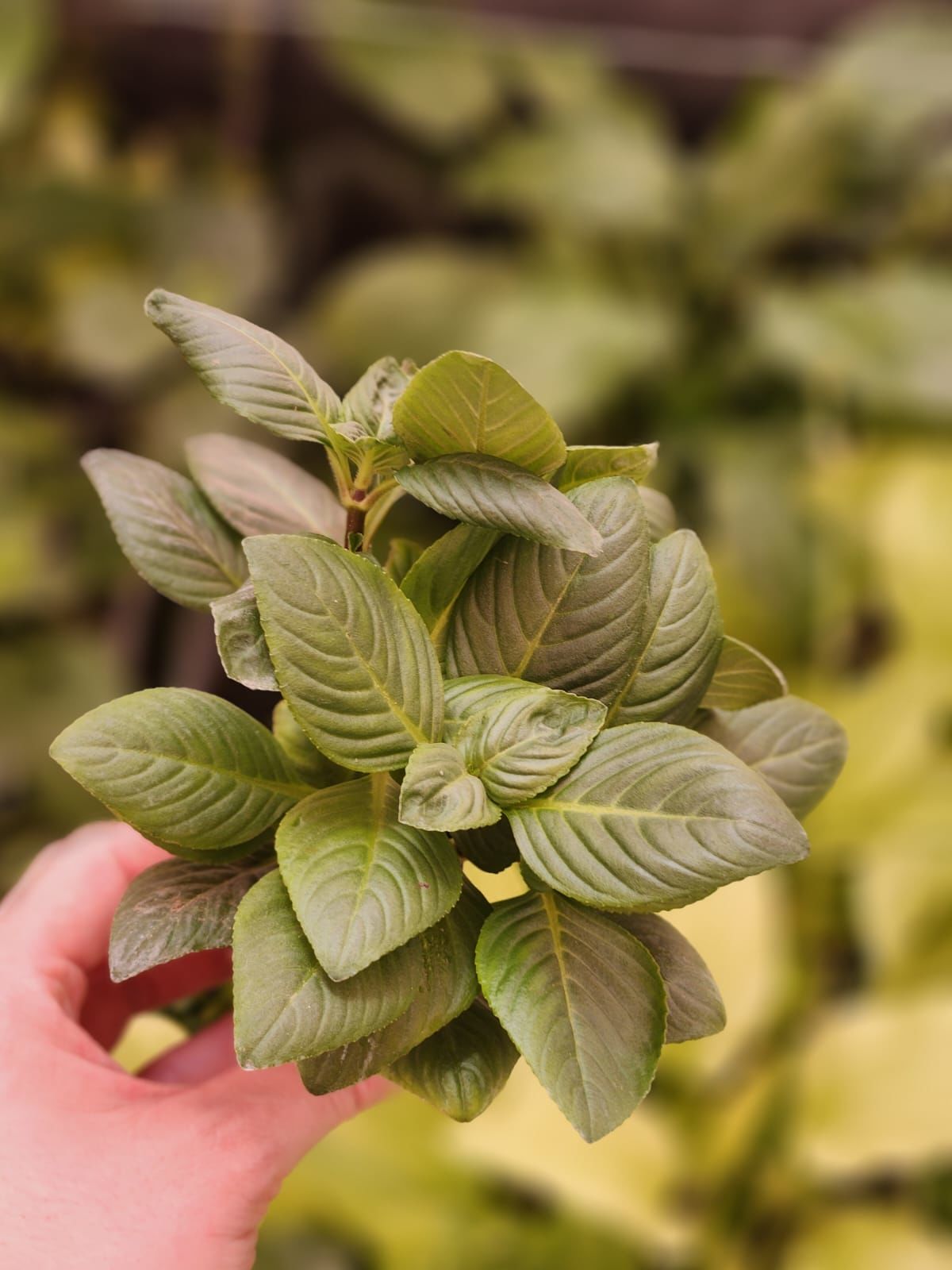 Limnophila rugosa SAKSI