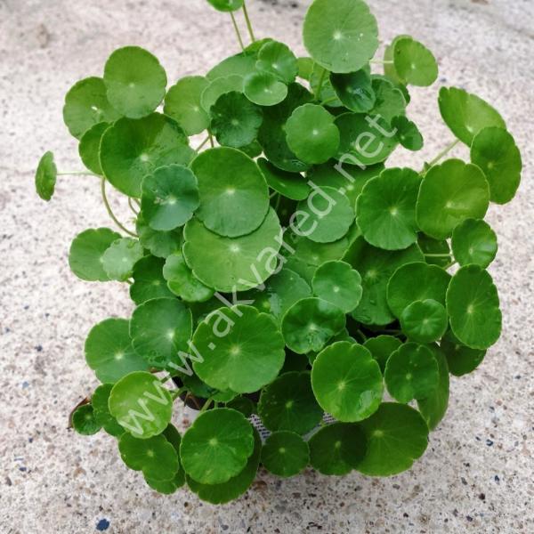 Hydrocotyle verticillata SAKSI