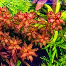 Ludwigia sp. guinea İTHAL BUKET