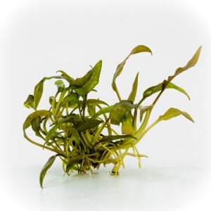 Cryptocoryne affinis EXVITRO