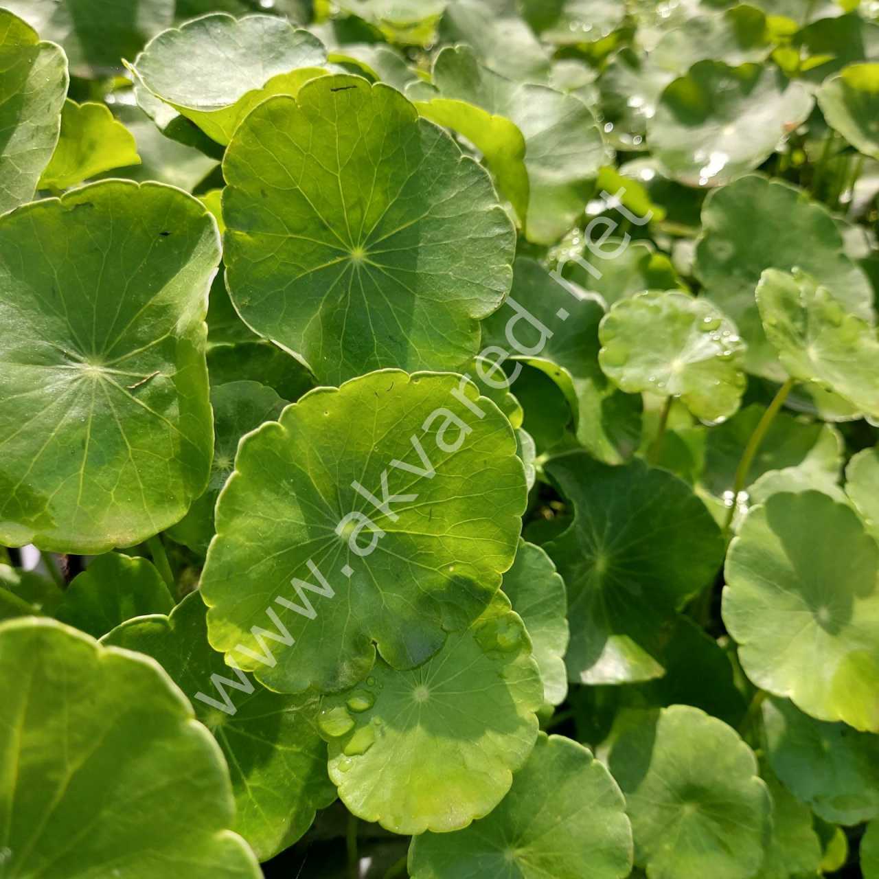 Hydrocotyle verticillata İTHAL BUKET