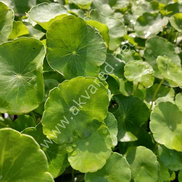 Hydrocotyle verticillata İTHAL BUKET