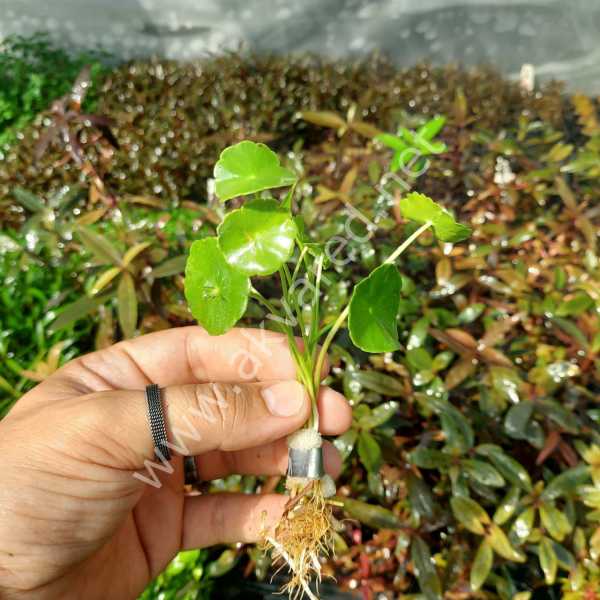 Hydrocotyle verticillata ADET