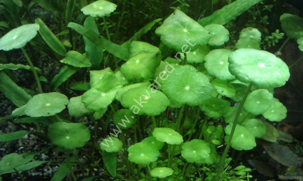 Hydrocotyle verticillata ADET