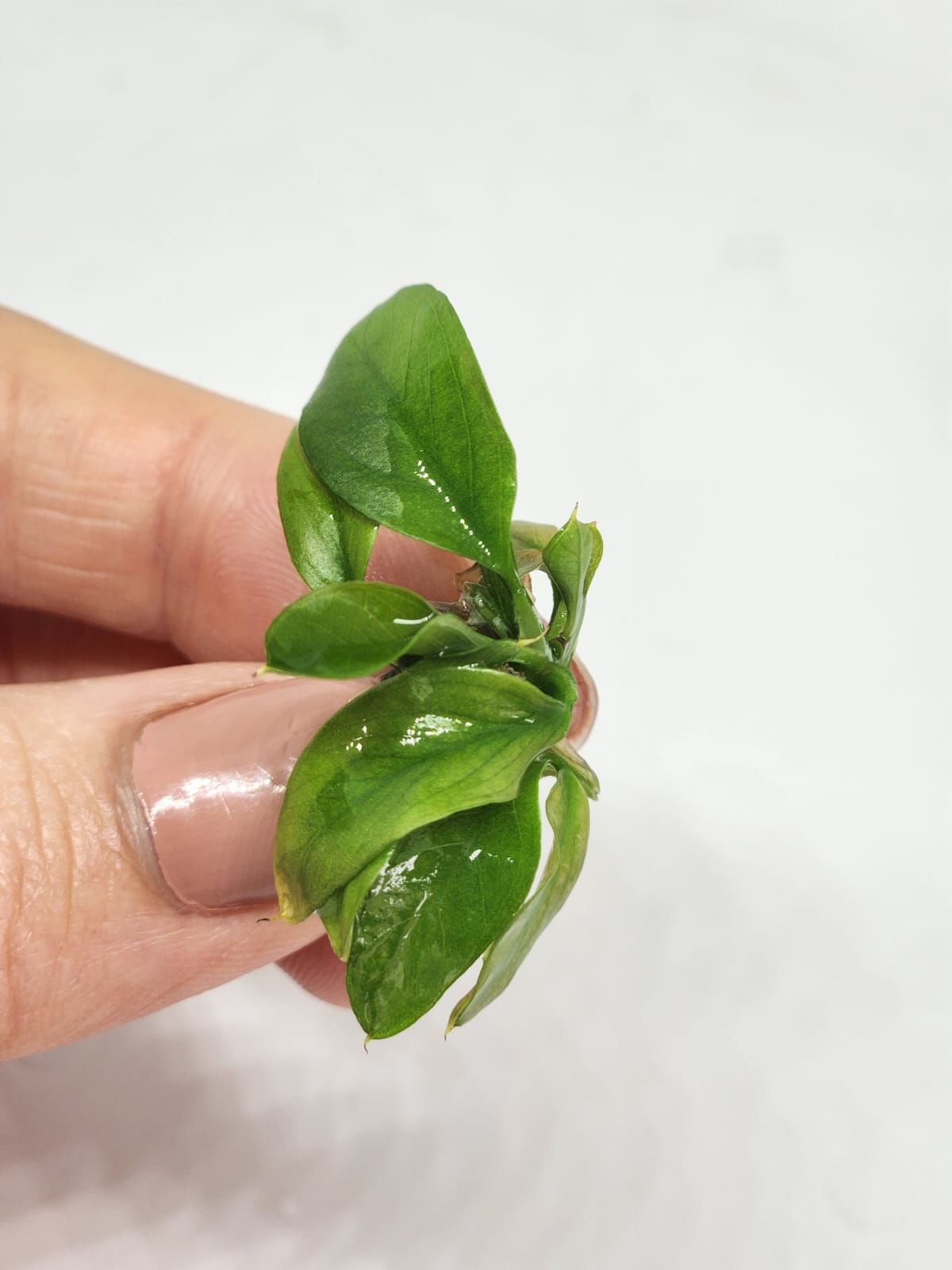 Anubias barteri var. barteri EXVITRO