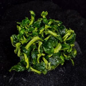 Bucephalandra bukit kelam EXVITRO