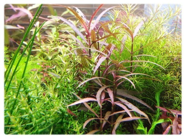 Hygrophila araguaia SAKSI