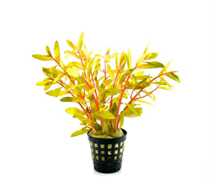 Ammannia pedicellata golden SAKSI