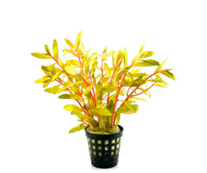 Ammannia pedicellata golden SAKSI