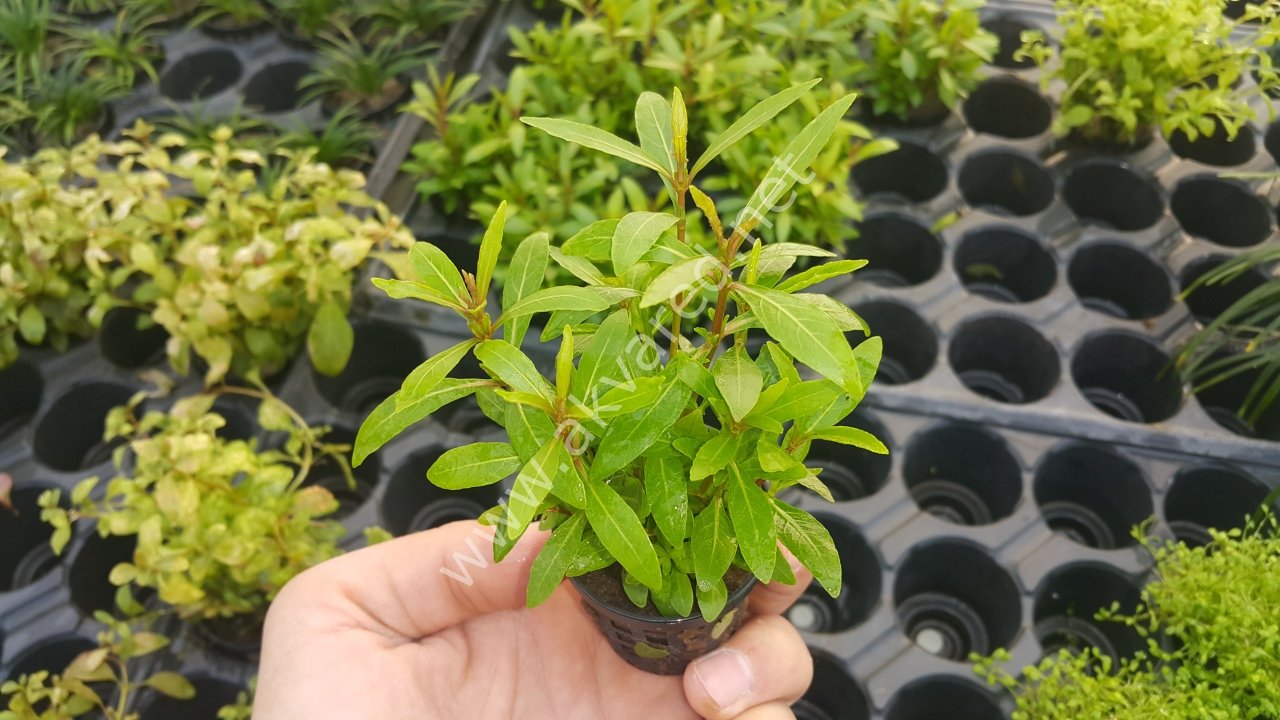 Hygrophila araguaia İTHAL BUKET ÖN SİPARİŞ