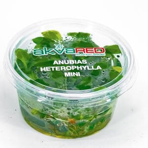 Anubias heterophylla mini IN VITRO CUP