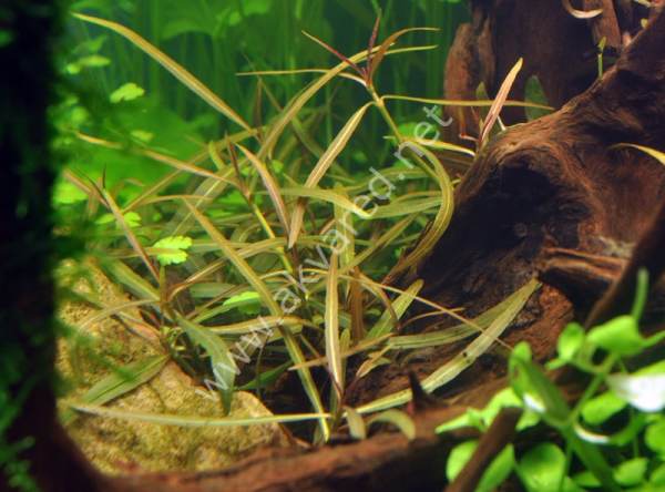 Hygrophila araguaia EXVITRO