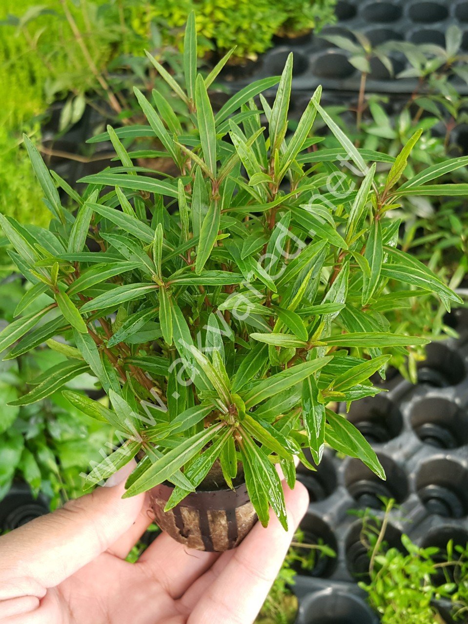 Hygrophila araguaia EXVITRO