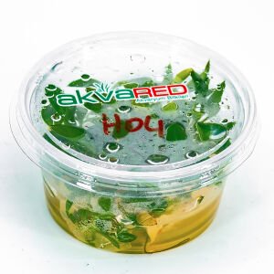 Homalomena sekadau south IN VITRO CUP