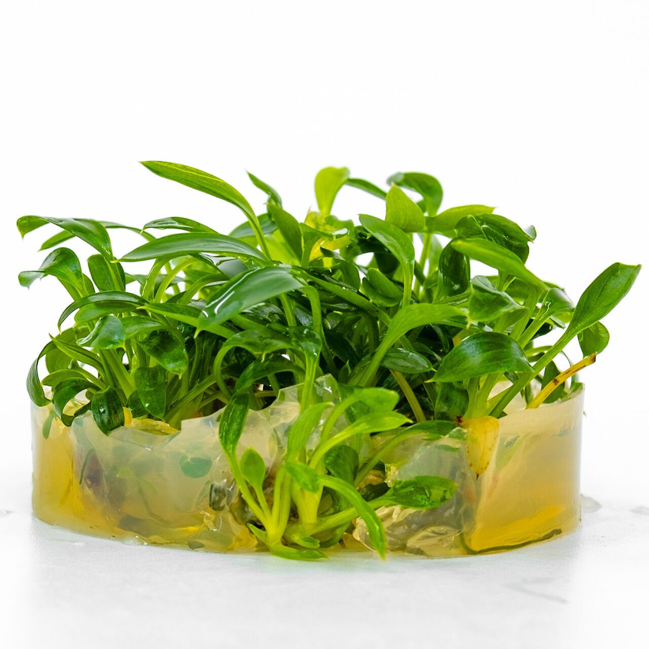 Homalomena sekadau south IN VITRO CUP