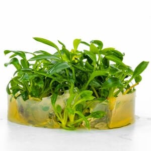 Homalomena sekadau south IN VITRO CUP