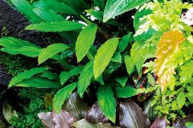 Homalomena sekadau south IN VITRO CUP