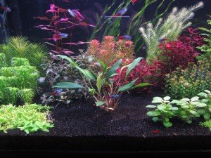 Homalomena sekadau south IN VITRO CUP