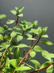 Ludwigia brevipes SAKSI