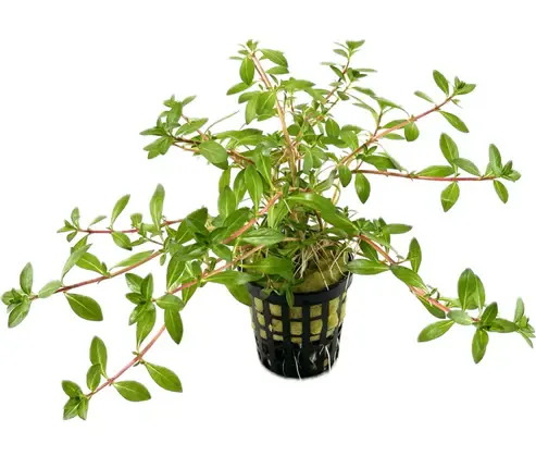 Ludwigia brevipes SAKSI