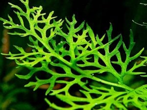 Ceratopteris siliquosa İTHAL BUKET