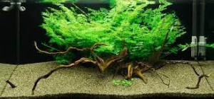 Ceratopteris siliquosa İTHAL BUKET