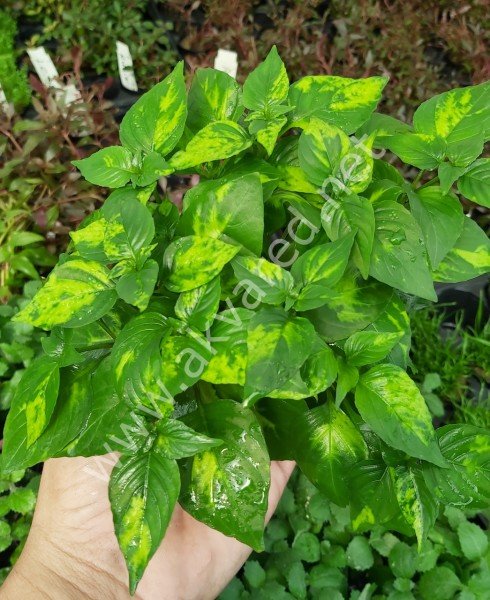 Hygrophila aurea SAKSI