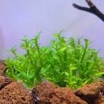 Ammannia towuti IN VITRO CUP