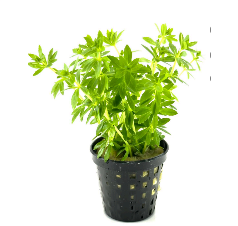 Limnophila mini Vietnam SAKSI