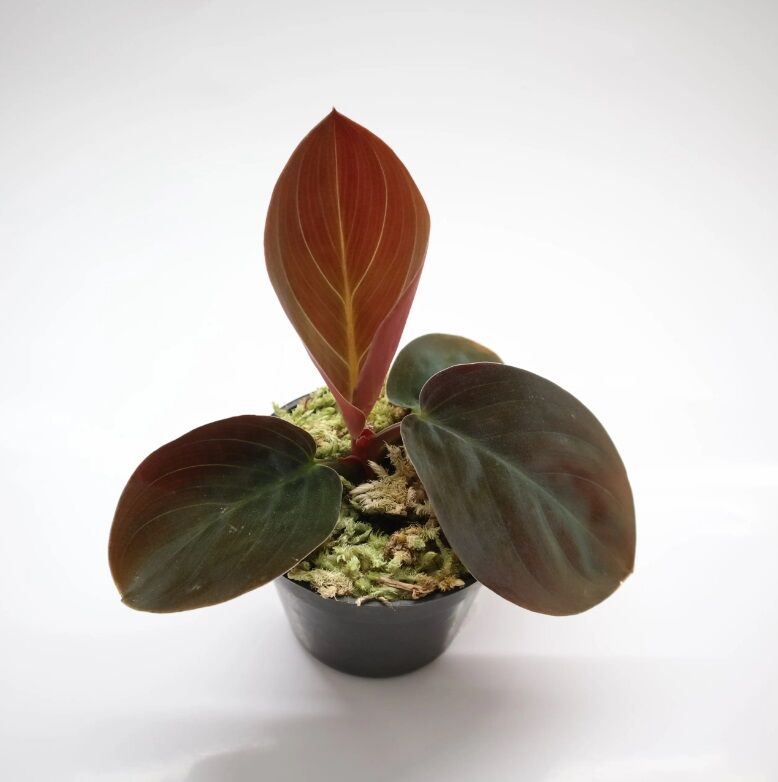 Homalomena Humilis Red ÖN SİPARİŞ