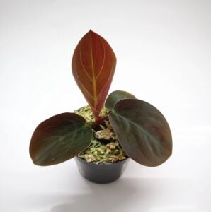 Homalomena Humilis Red ÖN SİPARİŞ