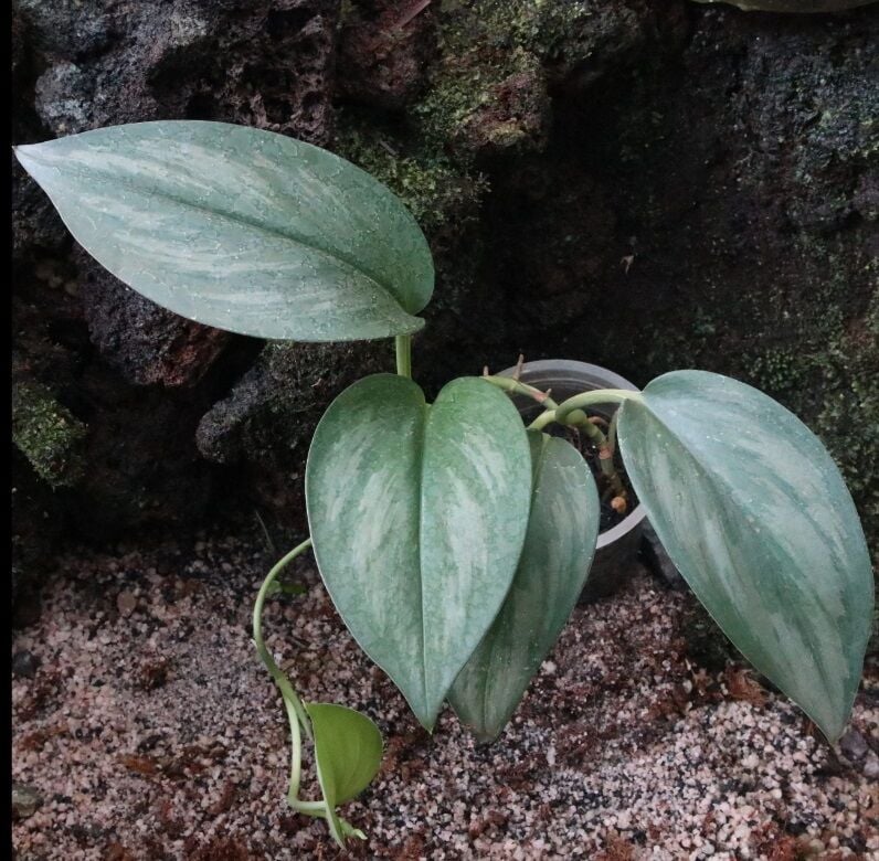 Scindapsus sp. Jade Satin ÖN SİPARİŞ