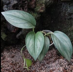 Scindapsus sp. Jade Satin ÖN SİPARİŞ