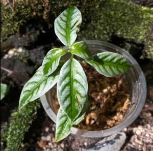 Pilea Silver ÖN SİPARİŞ