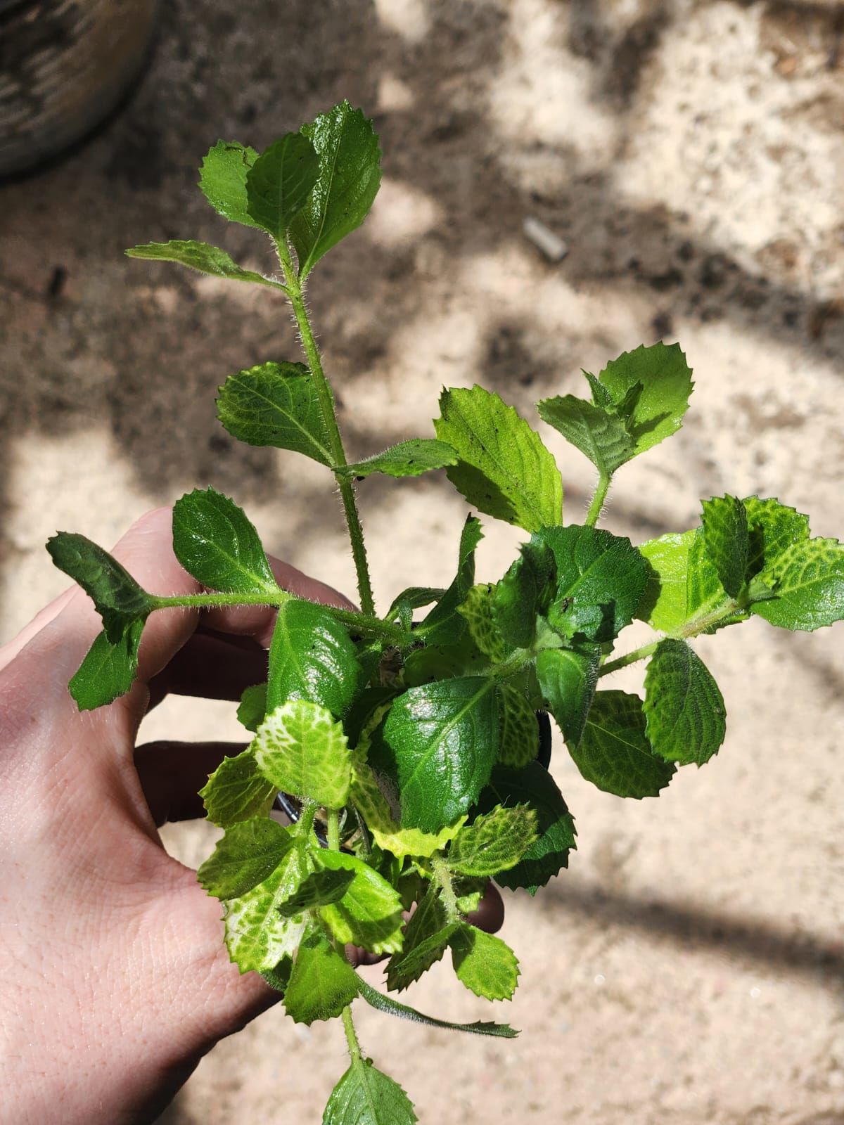 Hygrophila difformis variegated SAKSI