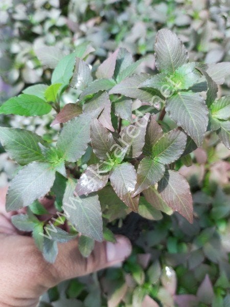 Hygrophila compact SAKSI