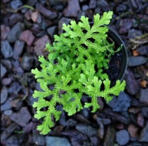 Selaginella sp. Kapuas Hulu ADET ÖN SİPARİŞ